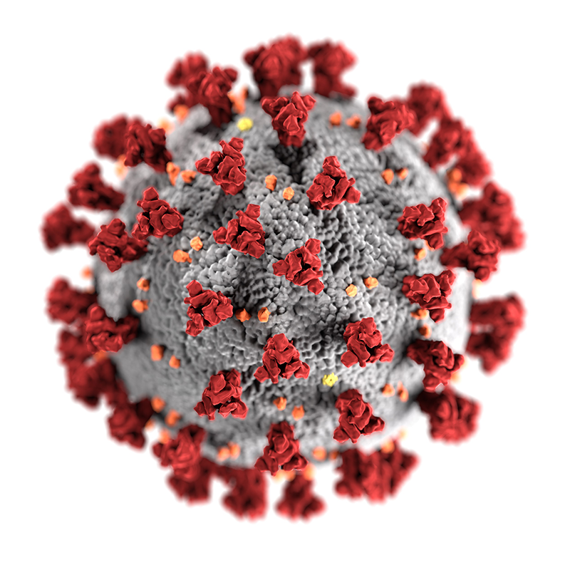 CDC illustration of coronavirus